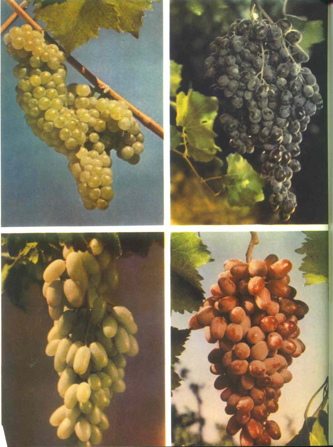 Армянский виноград кишмиш
